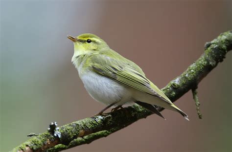 Wood Warbler by Lee Fuller - BirdGuides