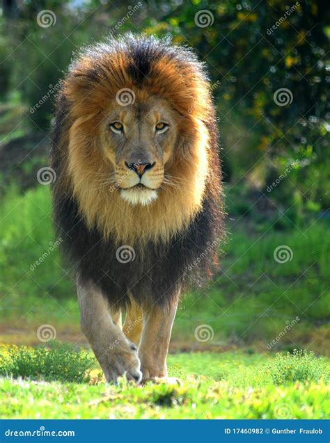 Lion Walk stock photo. Image of african, claws, malelion - 17460982