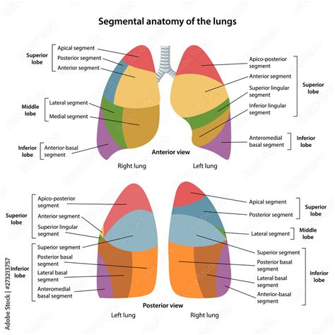 Segmental anatomy of the lungs. Anterior and posterior views of the ...