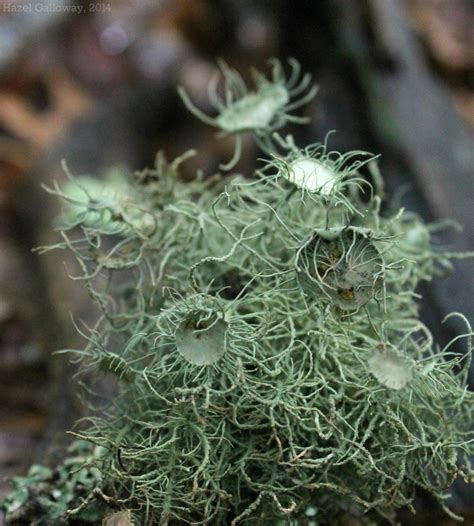 Usnea Lichen | Mountain Lake Biological Station, U.Va.