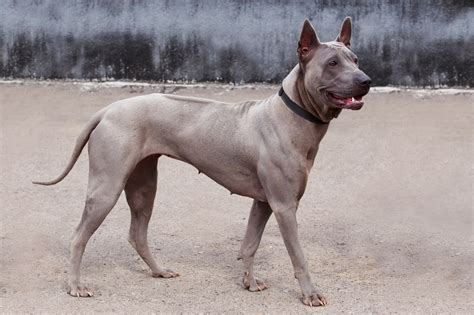 Thai Ridgeback Hund (Charakter, Ernährung, Pflege)