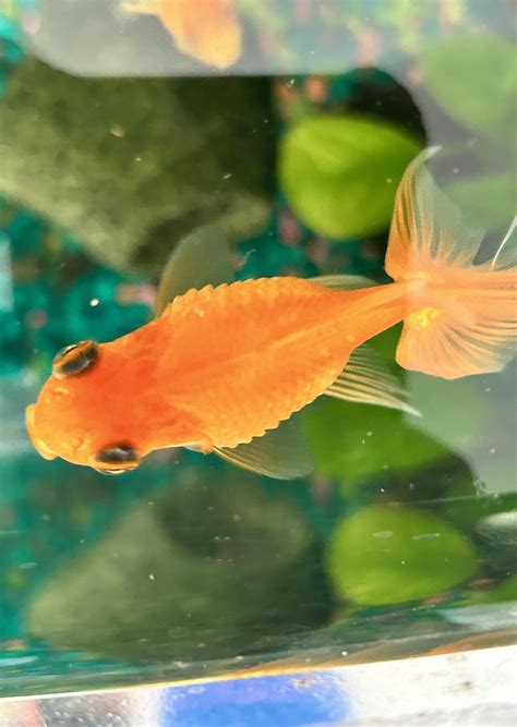 dropsy symptoms? : r/Goldfish