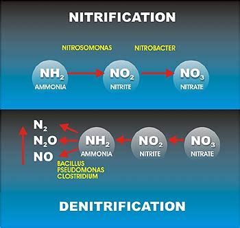 Biological Nitrification Process in Waste Water Treatment System