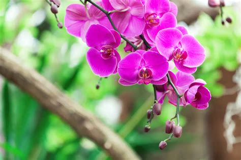 Orchid Facts | Orchid Meanings & Symbolism | Petal Talk