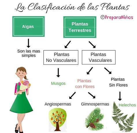 Clasificación de las Plantas para Niños de Primaria - PreparaNiños.com