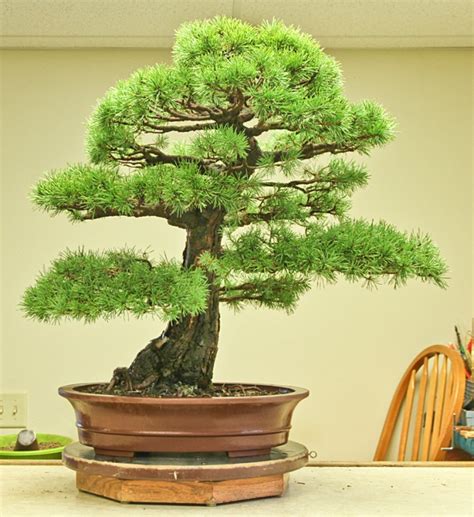 RAF Dwarf Scots Pine Bonsai Development – Valavanis Bonsai Blog