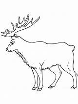 Elk Coloring Pages sketch template