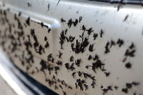 Swarming Lovebugs Endanger Drivers