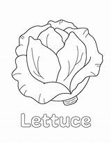 Lettuce Coloring Images At Luis Petty Blog sketch template