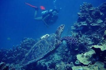 Guam Beach Diving! Beginner & Advanced Dives | Ocean Adventures