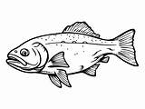 Trout Coloring Page  sketch template