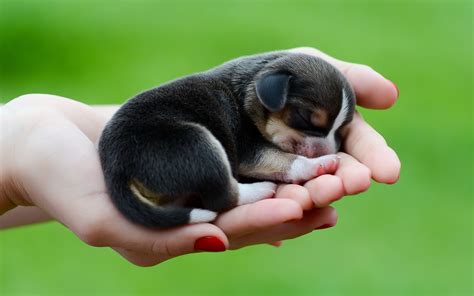 Cute Sleeping Puppy Wallpapers - Wallpaper Cave