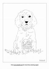 Click Redbone Coonhound Coloring Page For Printable Sketch sketch template