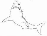 Shark Coloring Pages 7  Kids sketch template