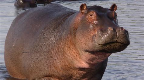 common hippopotamus hippo amphibius showing aggression Stock Footage ...