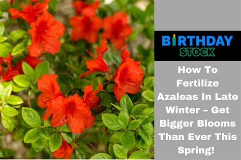 How To Fertilize Azaleas In Late Winter – Get Bigger Blooms Than Ever This Spring! - Birthday Stock