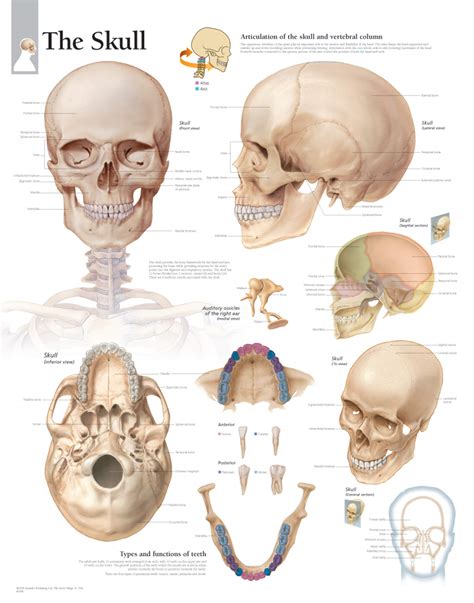 The Skull | Scientific Publishing