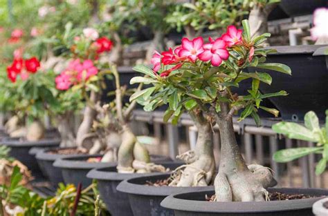 Desert Rose Bonsai Growing And Care Information