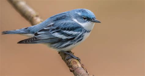 Cerulean Warbler Life History, All About Birds, Cornell Lab of Ornithology