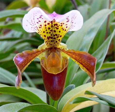 Tamarindo, Costa Rica Daily Photo: More orchids