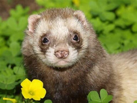 The Most Common Ferret Diseases - My Animals