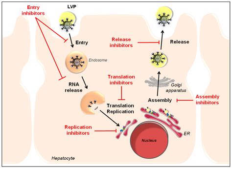 Viruses | Free Full-Text | Host-Targeting Agents to Prevent and Cure ...