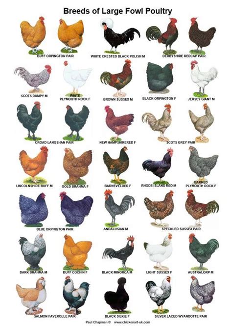 A4 Laminated Posters. Breeds of Poultry, 2 different posters | Pet chickens, Beautiful chickens ...