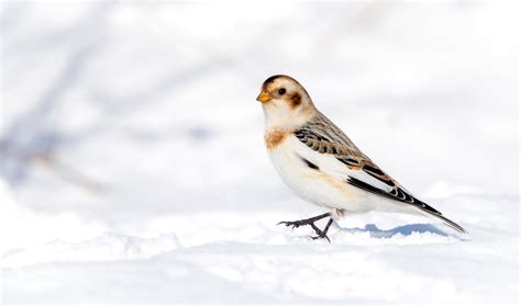 Winter Birds Snow