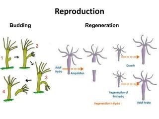 Cnidaria phylum | PPT