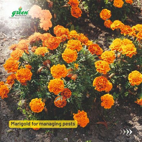 Use Of Marigold for pest management in 2022 | Green revolution, Pests, Insect pest