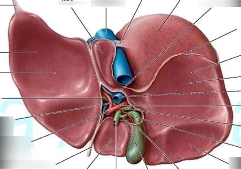 图表 · Porta Hepatis | Quizlet