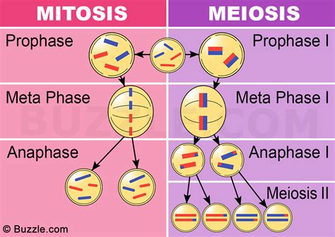 Differences between Mitosis and Meiosis - Online Science Notes