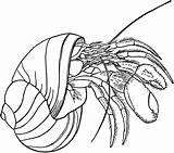 Hermit Crab Coloring Page sketch template