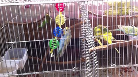 Budgies Playing With Toys - YouTube