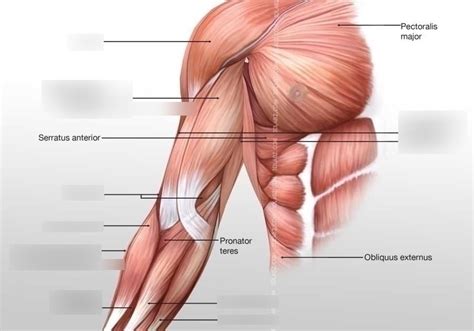 anterior muscles of the arm (9) Diagram | Quizlet