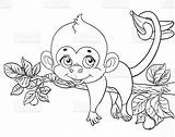 60 Monkey Coloring Pages  ColoringPagesOnlycom sketch template