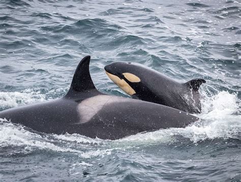 PICTURES: Stunning images as two orca pods make their way up east coast of Sutherland and Caithness