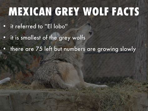 v2 Mexican Gray Wolf on emaze