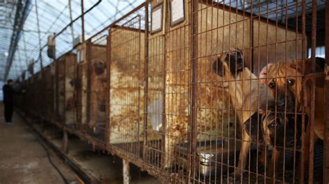 South Korea agrees historic ban on dog meat industry | World News | Sky News