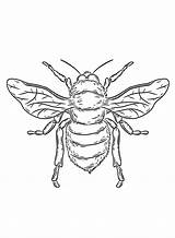 A Cicada Coloring Page  Free Printable Pages sketch template