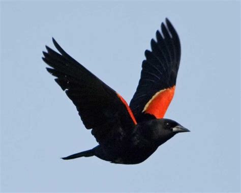 Red-winged Blackbird – Sound | Facts | Habitat | Migration | Nest ...