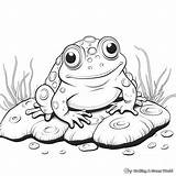 Toad Coloring Pages  Free & Printable sketch template