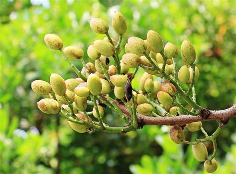 Pistachio Nut Tree | Niche Fruit & Nut Supplies | FGS