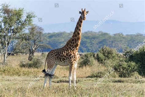 ROTHSCHILD'S GIRAFFE GIRAFFA CAMELOPARDALIS ROTHSCHILDI LAKE Editorial ...