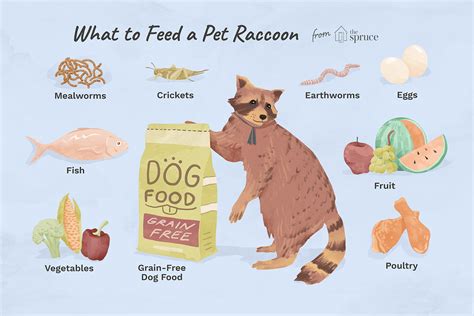 The Best Diet for a Pet Raccoon