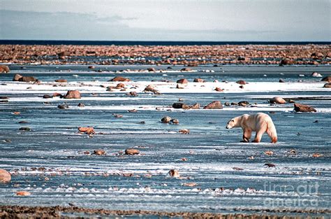 Churchill Polar Bear Photograph by Ken Meisner | Fine Art America