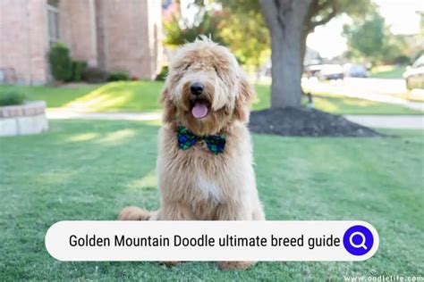 Golden Mountain Doodle - Ultimate Breed Guide (With Photos) - Oodle Life