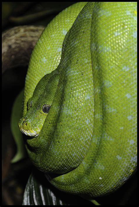Free Images : zoo, biology, yellow, fauna, green snake, close up, toxic, vertebrate, creature ...