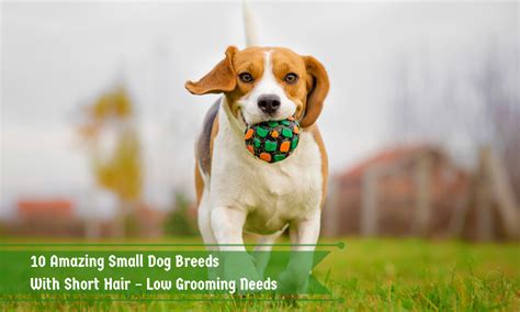 10 Amazing Small Dog Breeds with Short Hair - Low Grooming Needs