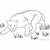Panther Coloring Pages Printable sketch template